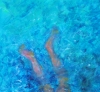 Wild water swimmer-2
