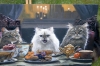 Mischievous Cats