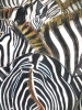 Zebras crossing