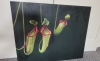 Nepenthes 