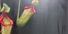 Nepenthes 