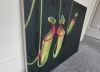 Nepenthes 