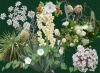 Elegant whites - Dark or Light backgrounds