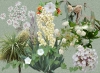 Elegant whites - Dark or Light backgrounds