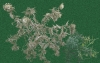 Ghost thistle - Dark or Light backgrounds