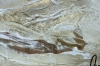 Golden Waves