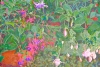 Fuchsia Cascade