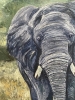 The Elephant's Hope