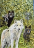 Wolves amongst woodland 