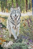 Wolf enjoying spring sunshine and flowers 