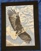 A Bald Eagle in flight on the hunt for prey 