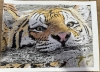 Coloured pencil swimming Tiger 