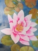 Pink waterlilies on a shimmering pond