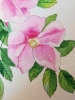 Pink wild roses watercolour 