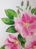 Pink wild roses watercolour 