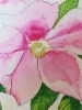 Pink wild roses watercolour 