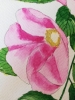 Pink wild roses watercolour 