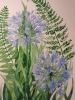 Blue agapanthus watercolour painting 