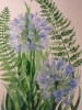 Blue agapanthus watercolour painting 