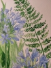 Blue agapanthus watercolour painting 