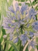 Blue agapanthus watercolour painting 