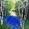 Seasons - Spring Silver Birches, Bluebells