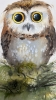The Curious Owl