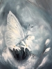 The Ice Butterfly