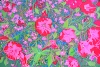 No Room Here Scarlet Petunias