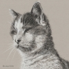 Pebbles - Framed cat portrait drawing