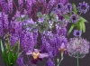 Purple Impressions - choice of Dark or Light background