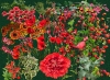 Red Impressions