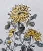 Yellow Chrysanthemum