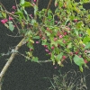 Spindle Tree
