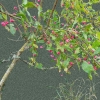 Spindle Tree