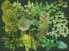 The Green of the Garden