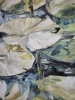 WATER LILIES
