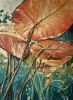 WATER LILIES  III