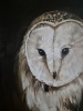 SCREECH OWL