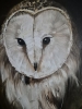 SCREECH OWL