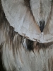 SCREECH OWL