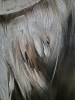 SCREECH OWL