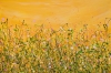 Tropical Crush Meadow #9