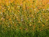 Tropical Crush Meadow #9