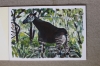 Okapi