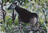 Okapi