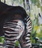 Okapi