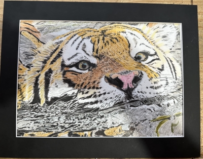 Coloured pencil swimming Tiger 