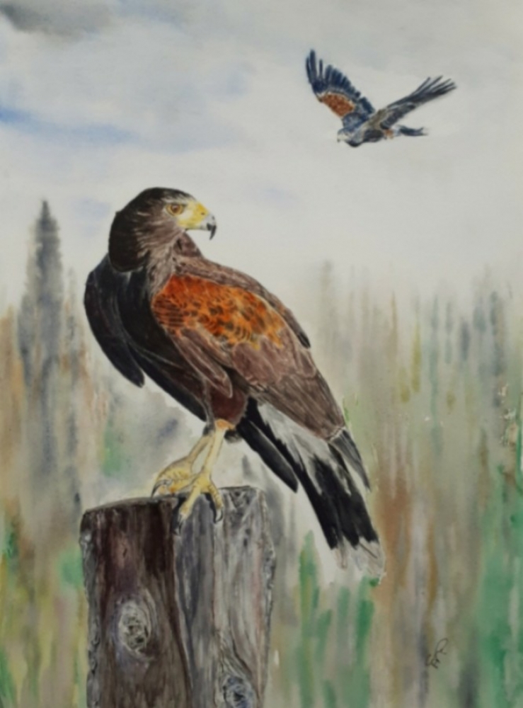 Harris Hawks