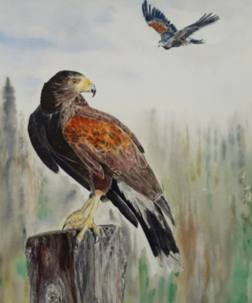 Harris Hawks